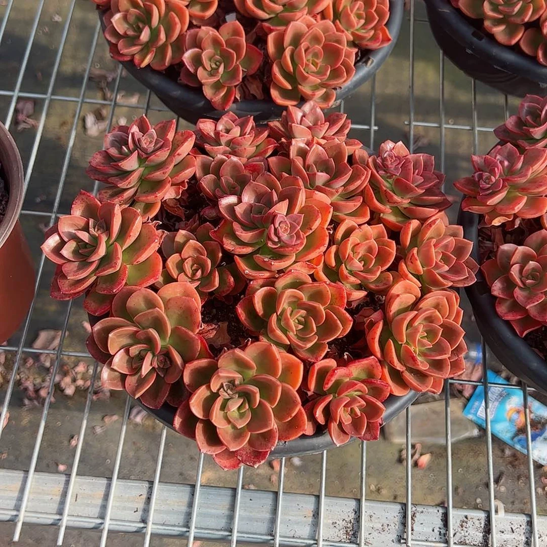 巧克力大盆散装带盆土