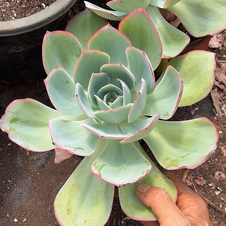 蓝光7.99多肉植物