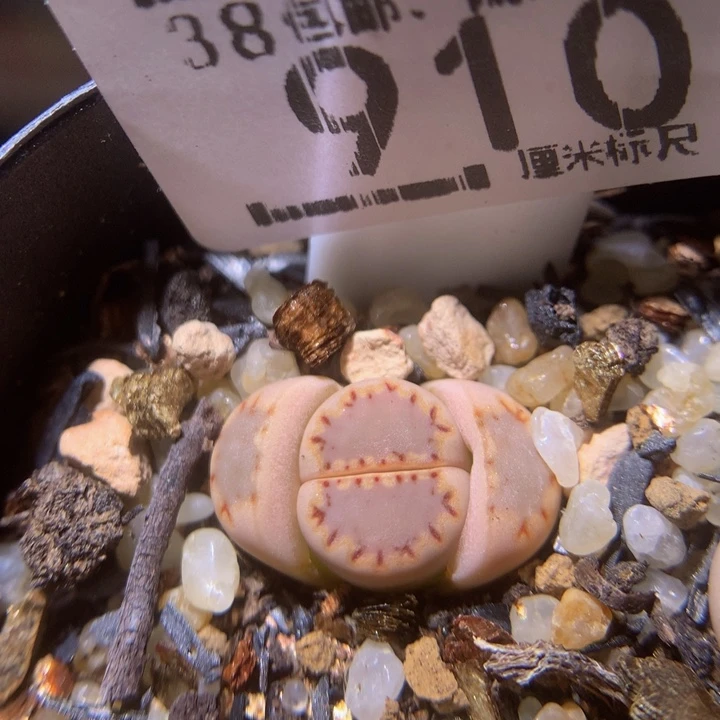 zzz精品生石花910