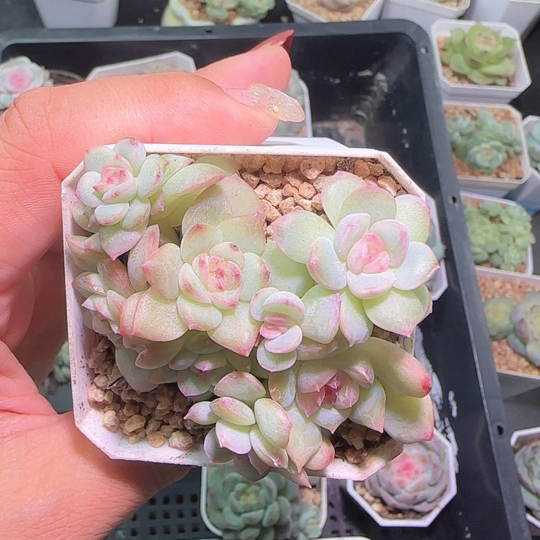 波***花多头琴心开播福利