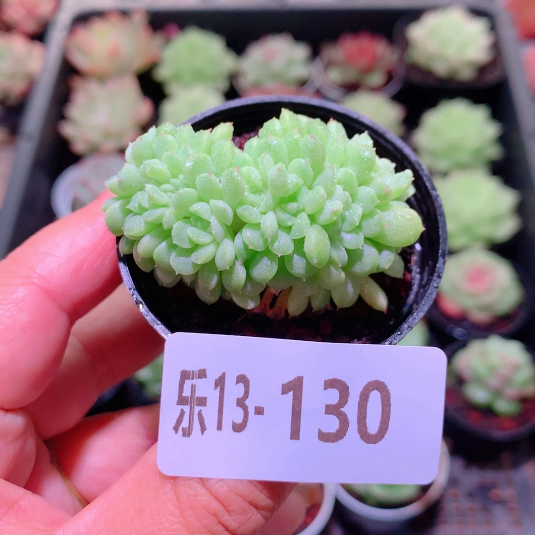 乐然13-130 新品缀化