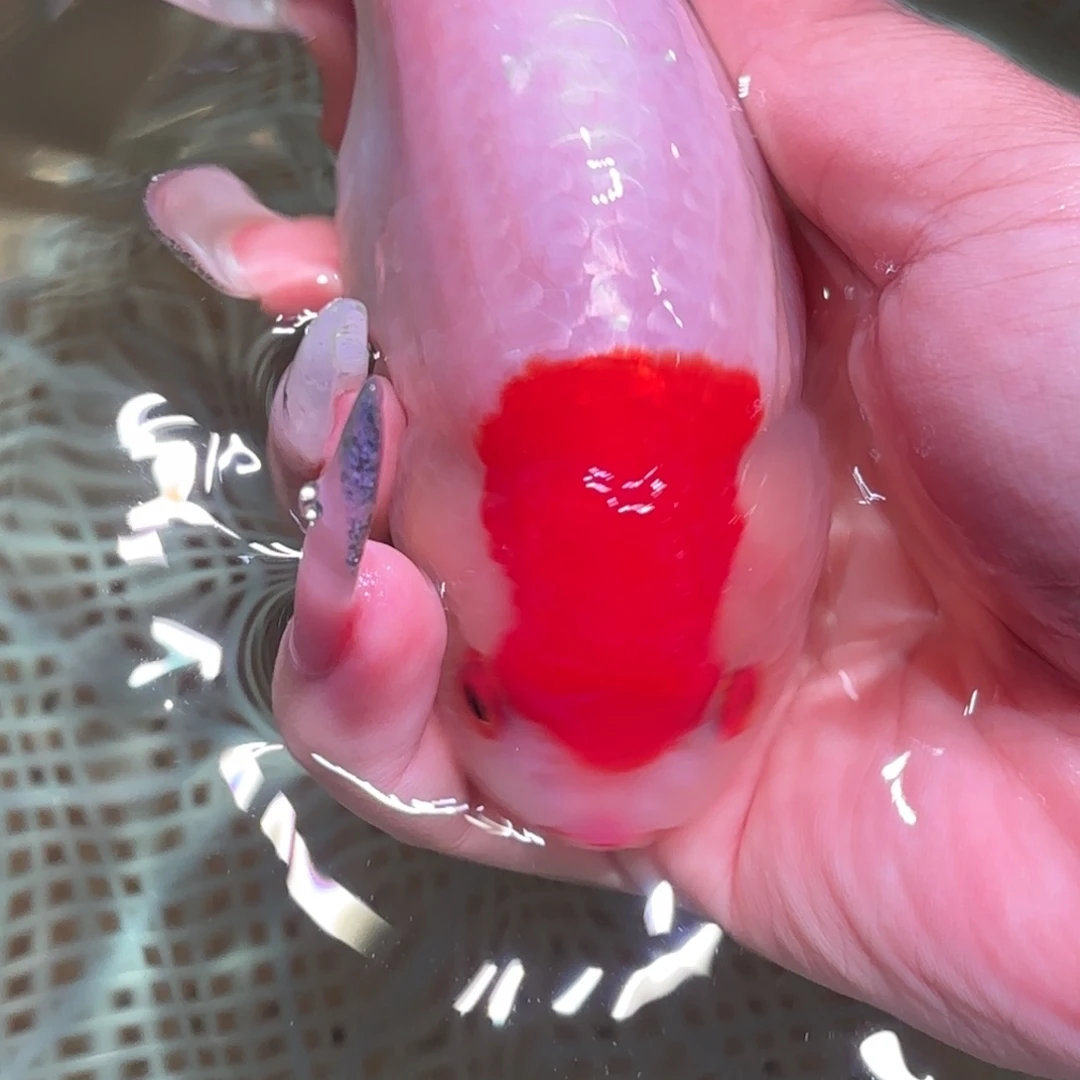 爱***乌金鱼拍包装包邮，不拍包装运费到付