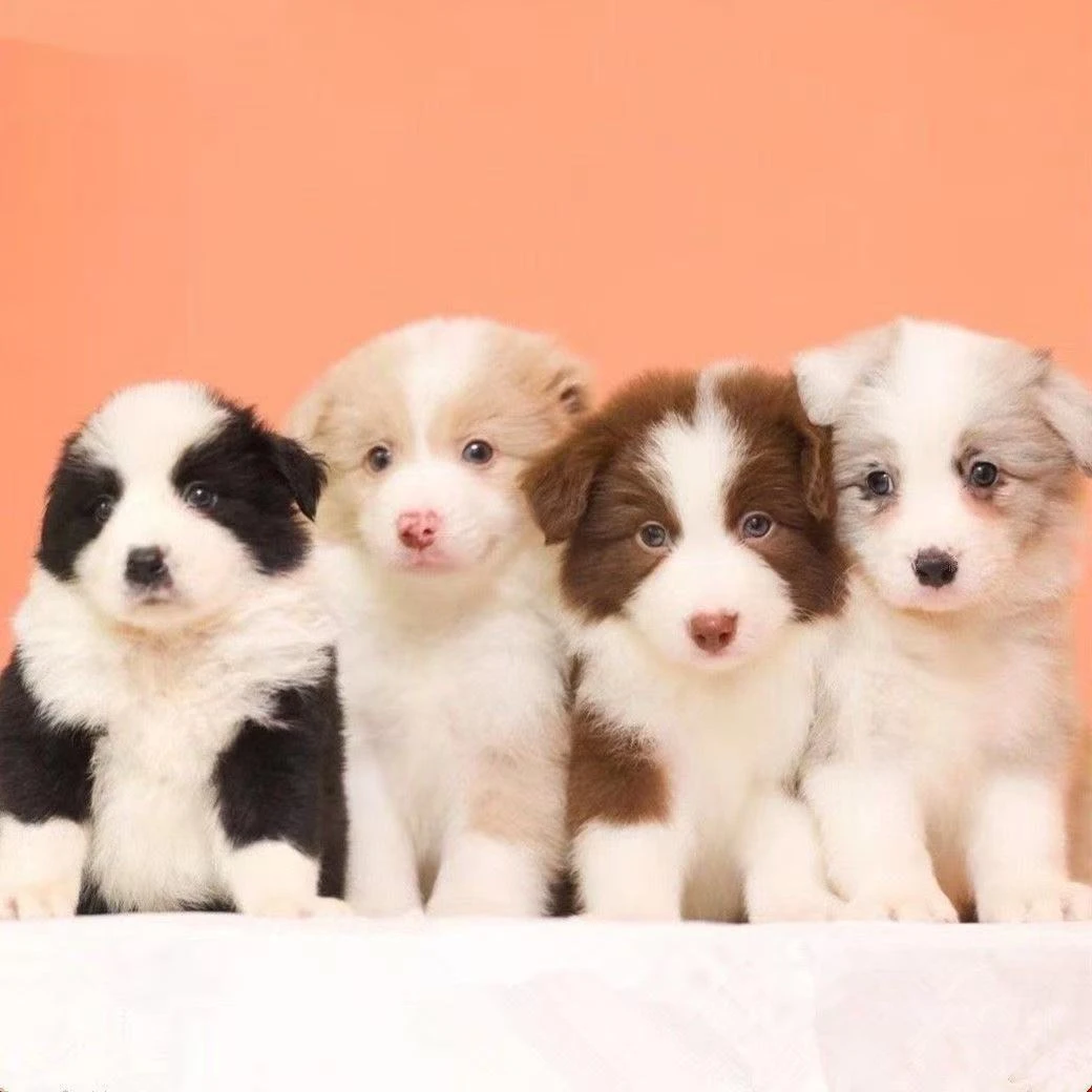 狗狗边牧幼犬活物体家养狗黑白金色边境牧羊犬咖色便宜单血统