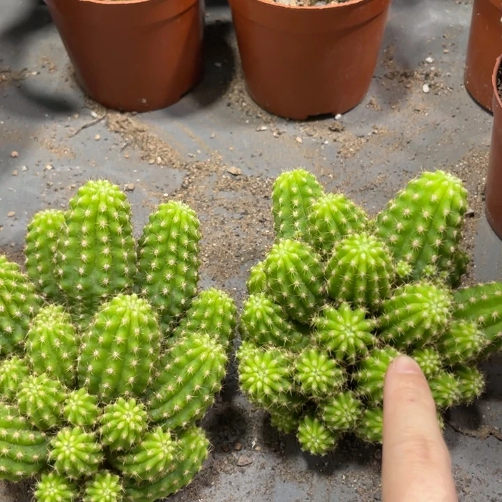 群生新品进口白檀黄金羽毛无根