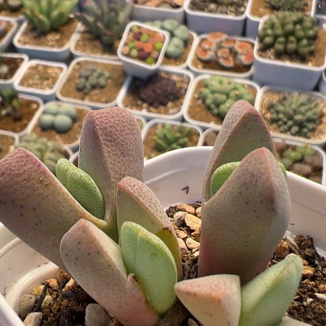 281多肉植物百科植物