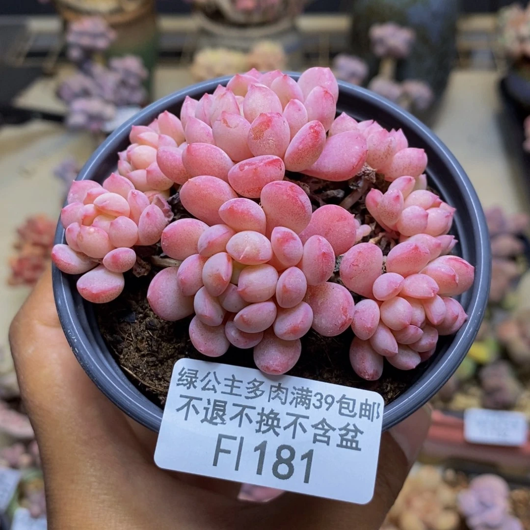 181萌豆多肉不包整