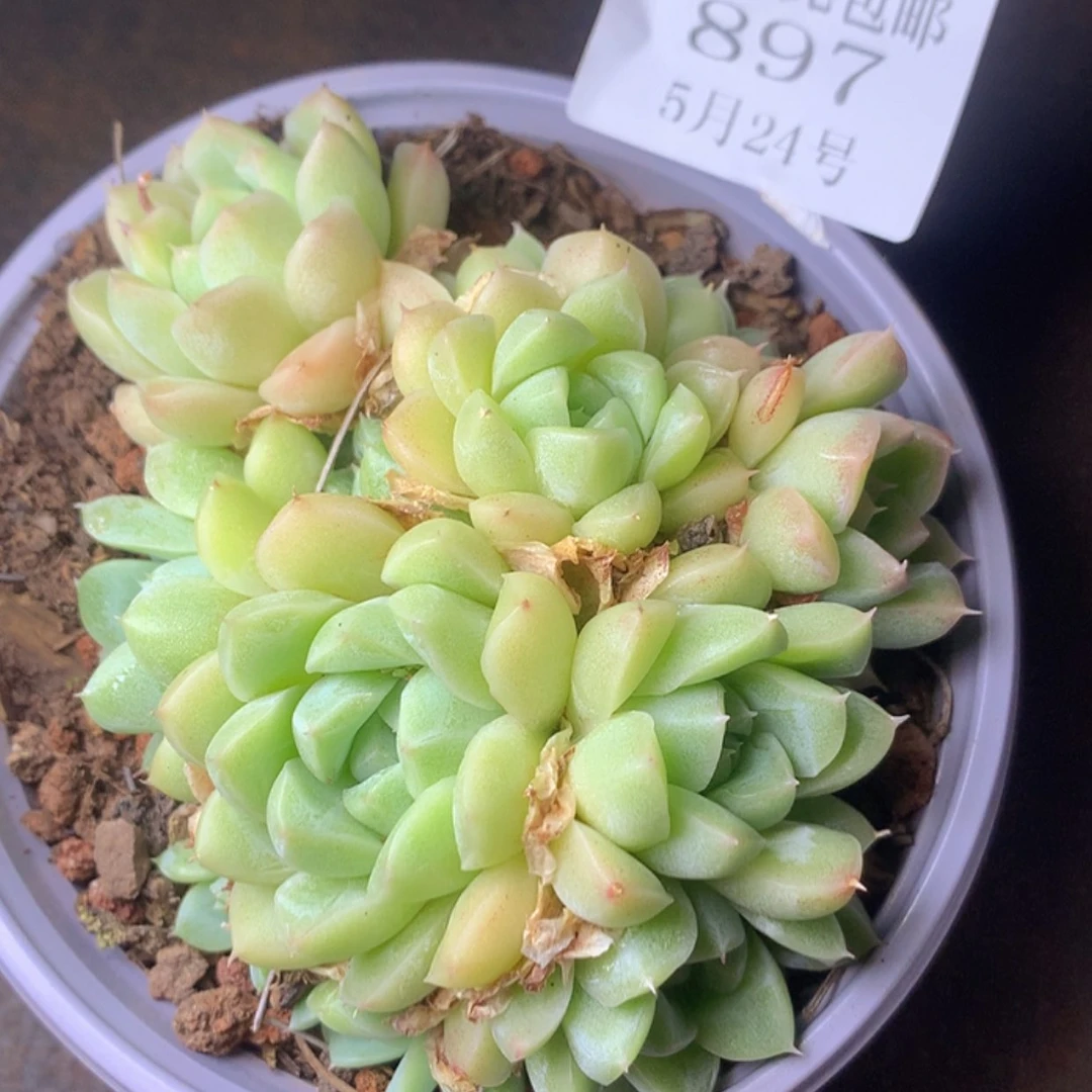 【闪购商品】云897号冰钻