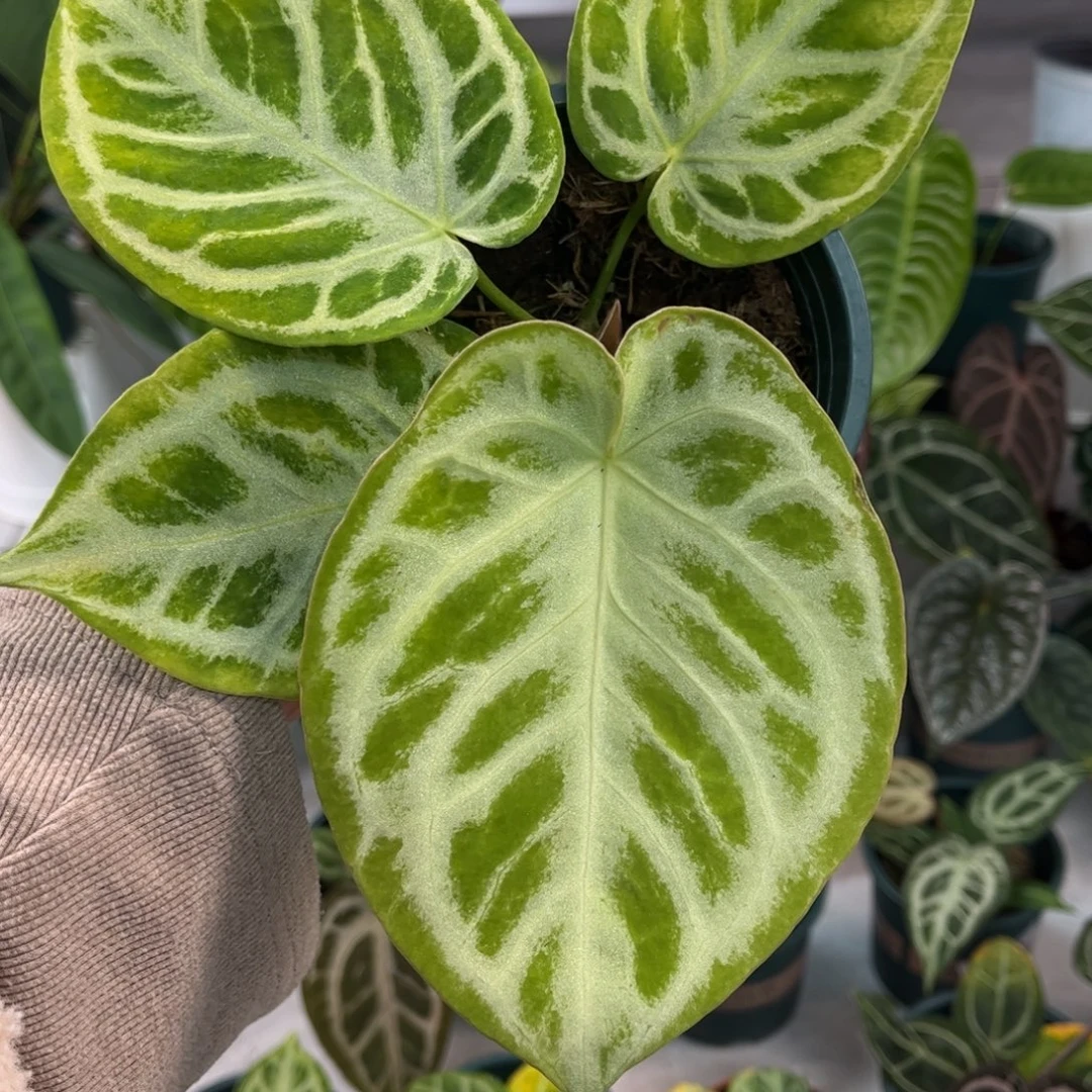 不开花植物skg杂铜锣烧（56