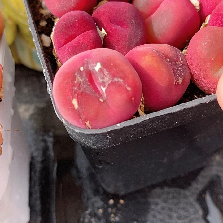 丝绒双头红蟠桃1颗买3送1