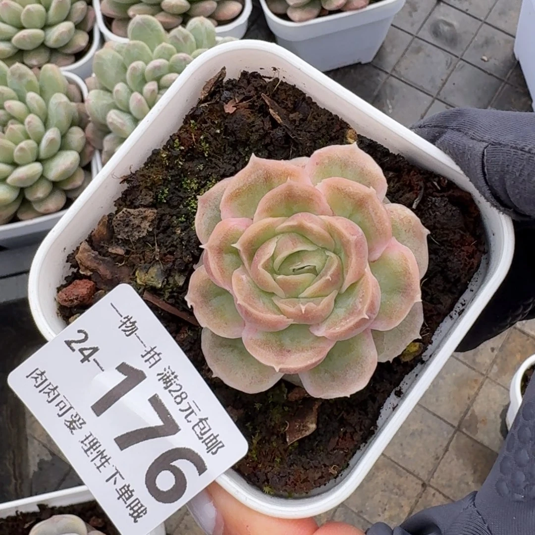 水晶虾饺无盆土发货无