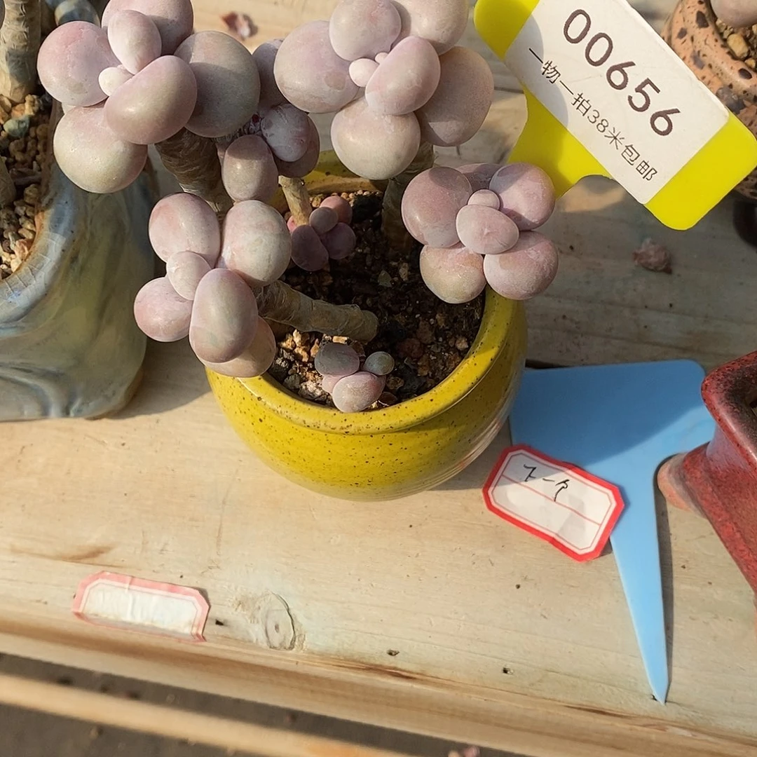 656偷图图剧透魔芋蜗牛