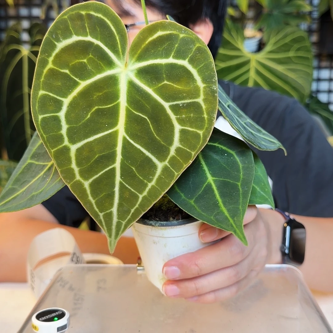 完全开放A156 克莱恩