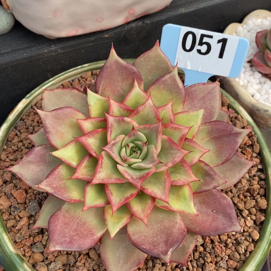 娇兰多肉植物盆栽