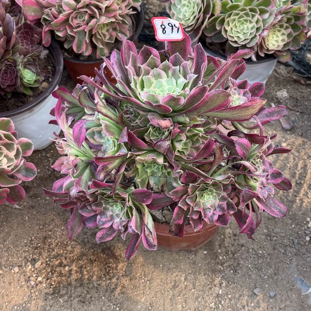 899多肉植物天合法师