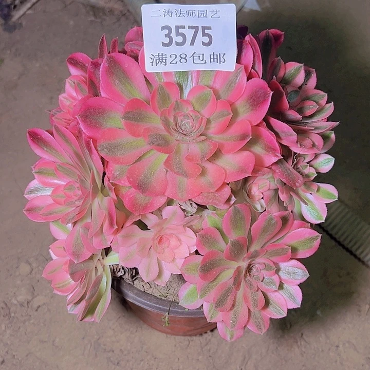 3575粉女巫多肉植物老桩