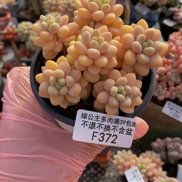 洛可可运输会掉叶8cm372多肉植物