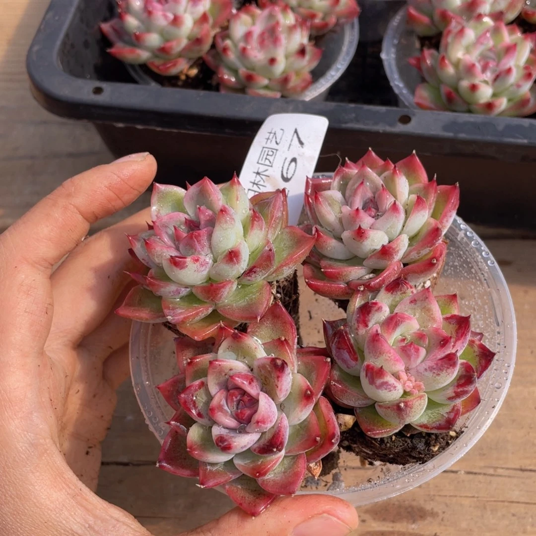 多肉植物多肉植物267