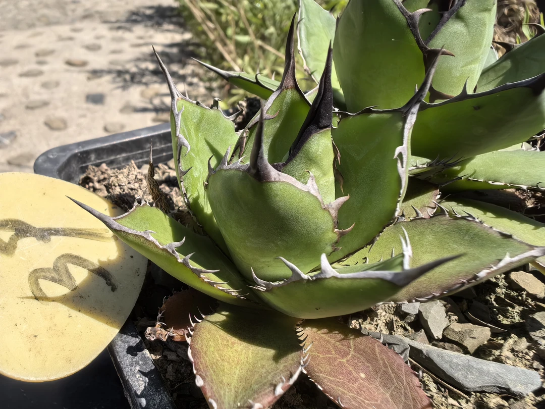 龙舌兰沙生植物  霍利达一物一拍  39号