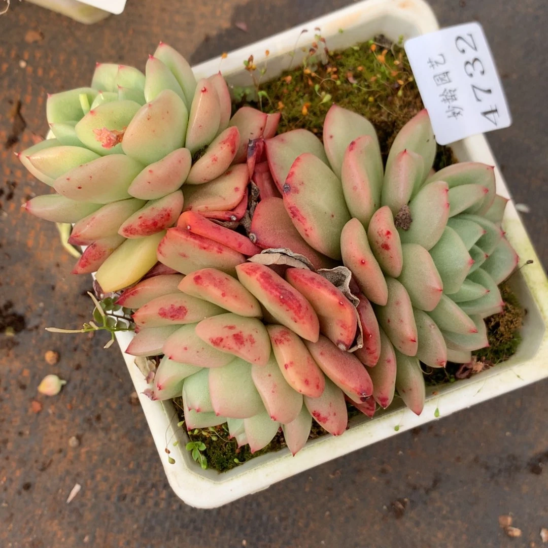 一***了4732杂交精品基地12厘米