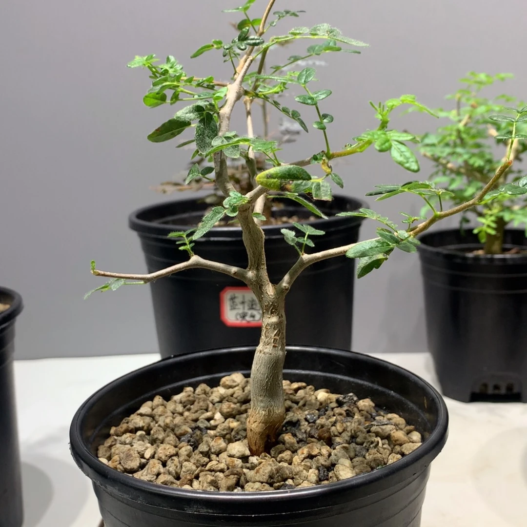 *****完全开放滔天橄榄实生带盆土