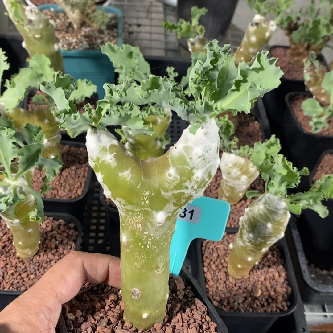 雪鹿厚炖菊多肉植物