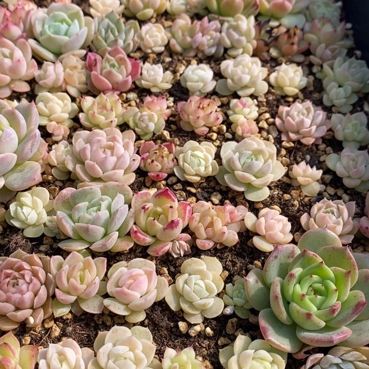 65 多肉植物盆栽花卉