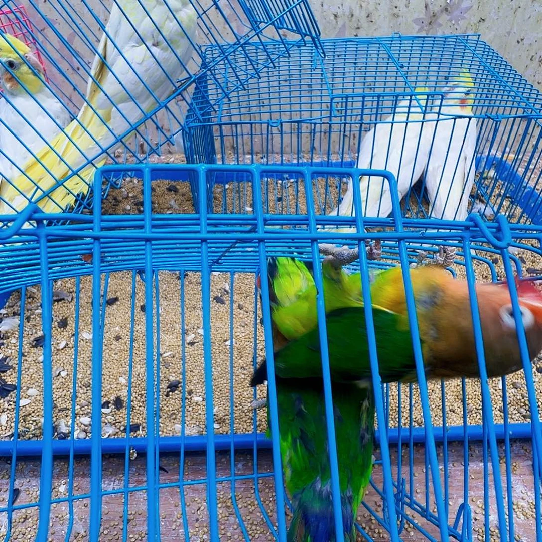 用***1桃脸牡丹鹦鹉少毛两只包活48小时