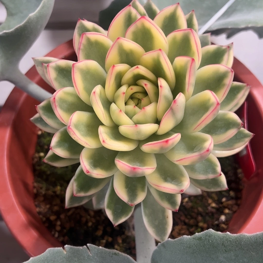 阿施娜锦嫁接多肉植物