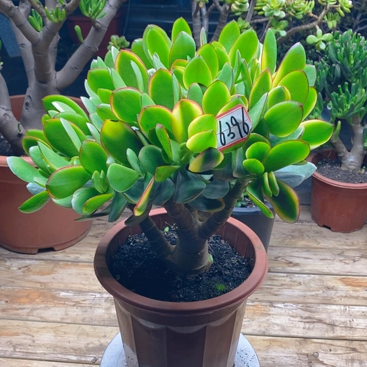 6396新花月锦一物一拍半土球发