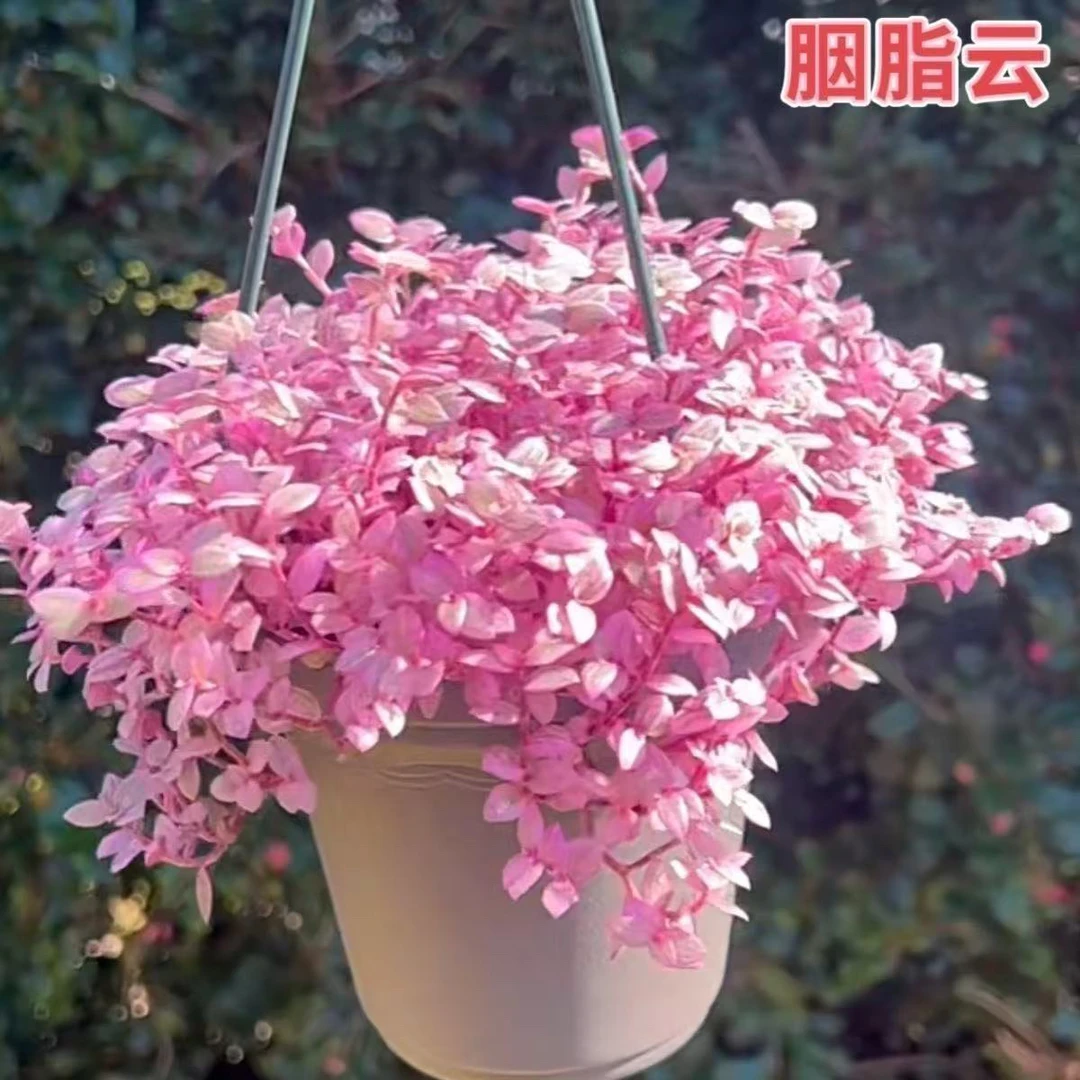 胭脂云多肉植物紫色吊兰稀有品种办公室盆栽好养精品多肉盆栽美观