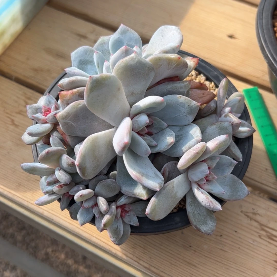 喜*多喜多多专拍溏心嫦娥zzz