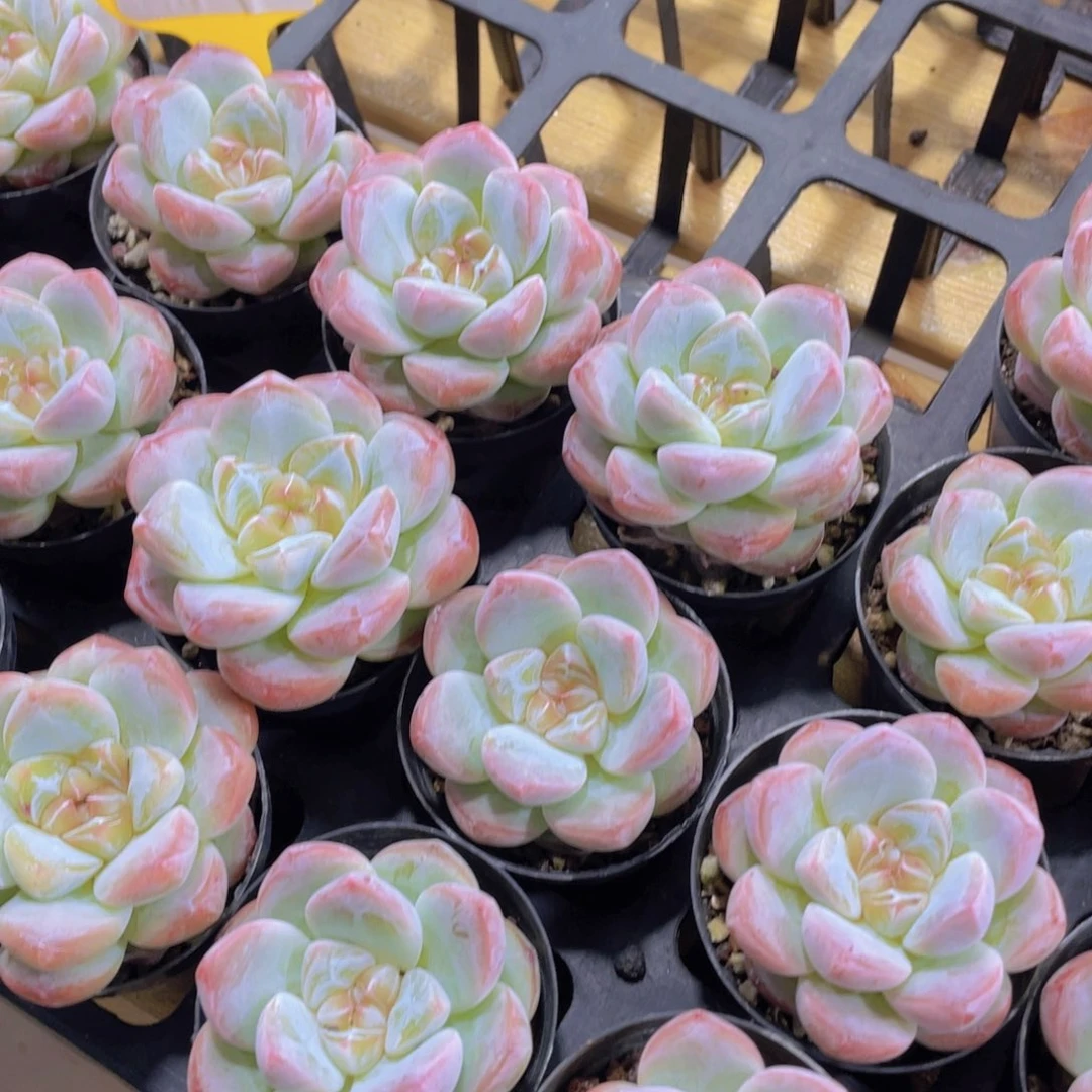 1407号 糖心刚毅单头一个