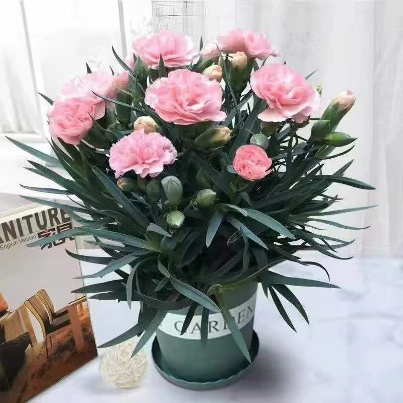 (带花苞）康乃馨玫瑰鲜花盆栽大花重瓣四季开花母亲节礼物