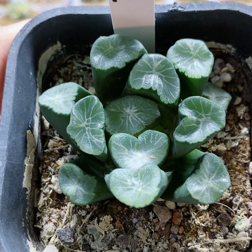 【闪购商品】140美文万象