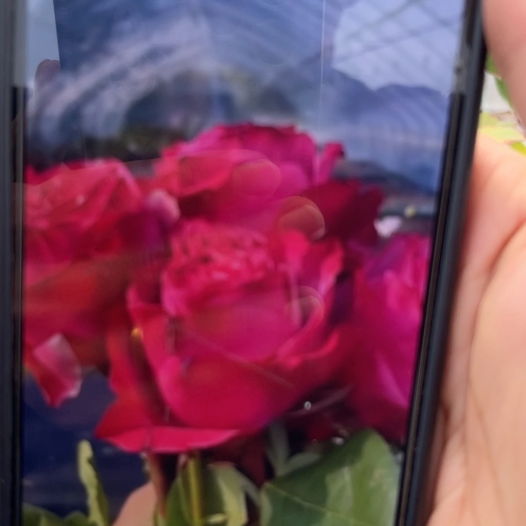 无花朵———热情卡帕迪姆 福利款