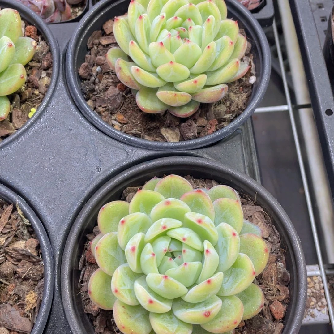 175号大单头母本雪花珍妮一个