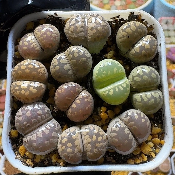 生石花1111111。    166