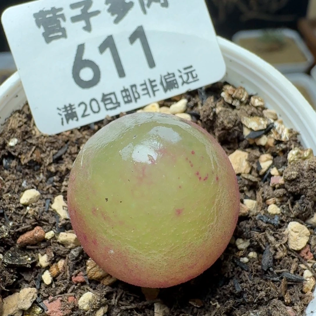 灯泡2.2带盆土