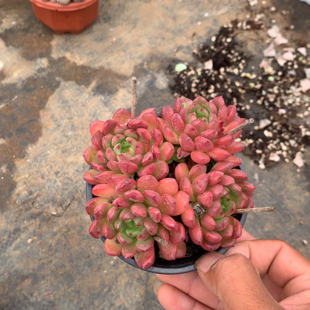 你要吃就去拿去咯
