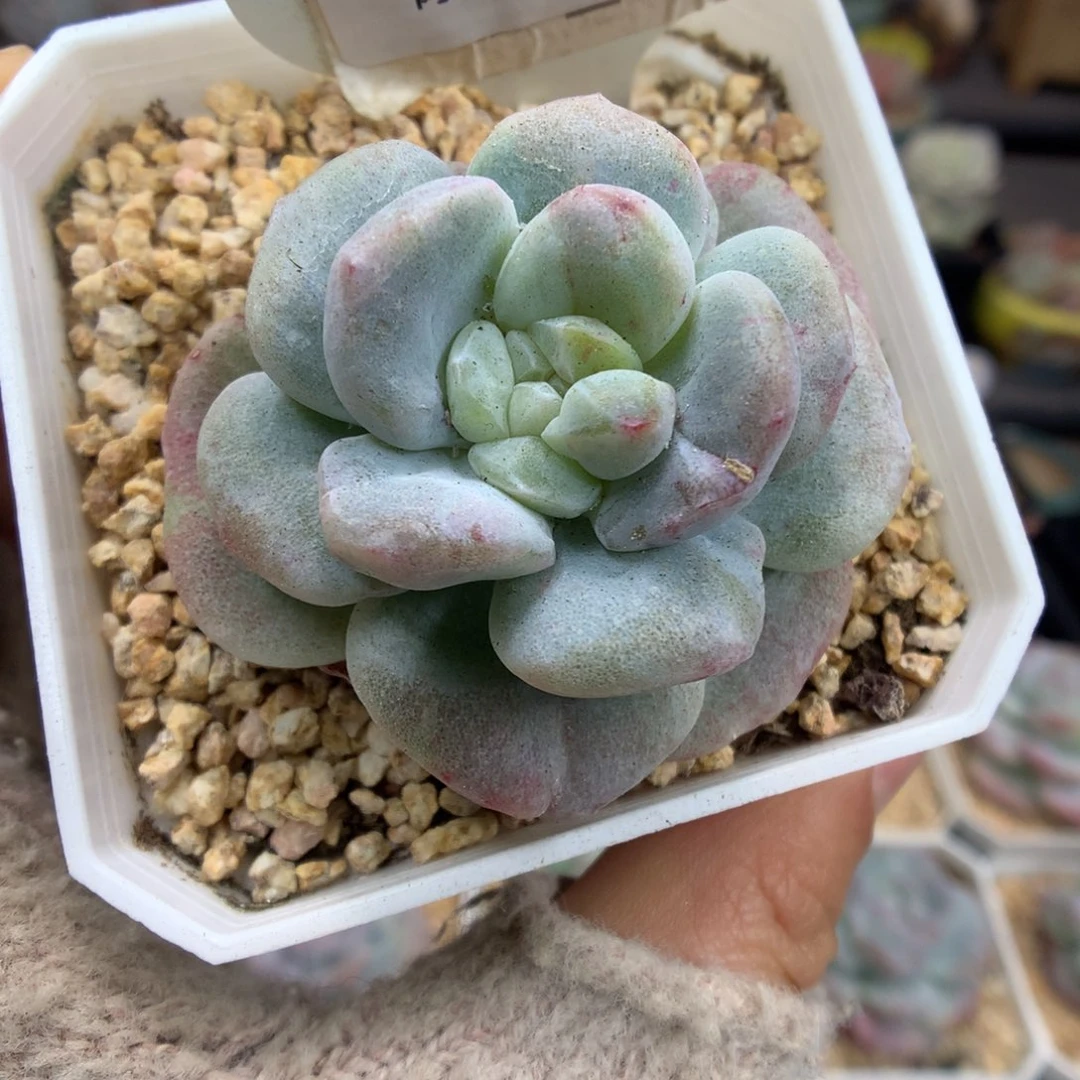 483绿锦冰玉石化多肉植物