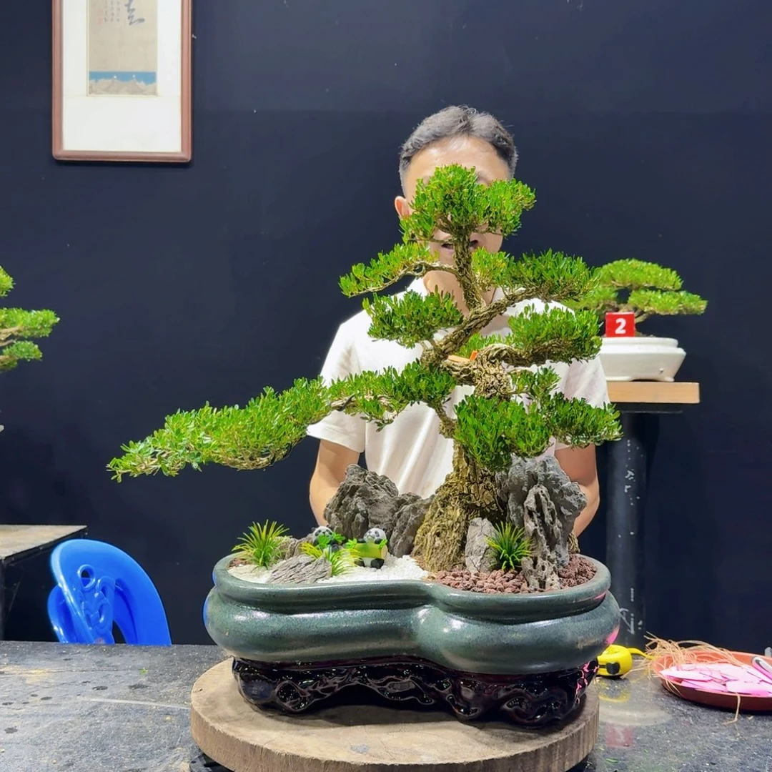 无花朵黄杨盆景四季常青