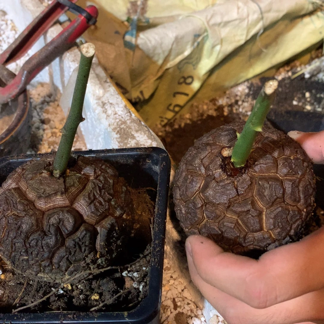 秋***天南非龟甲龙盆栽 植物特性售出概不替换