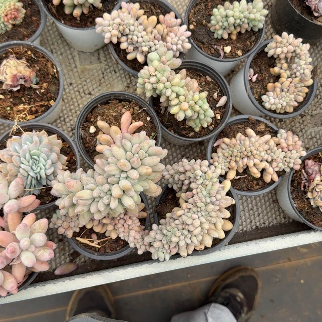 无花朵汤圆小缀有切破烂