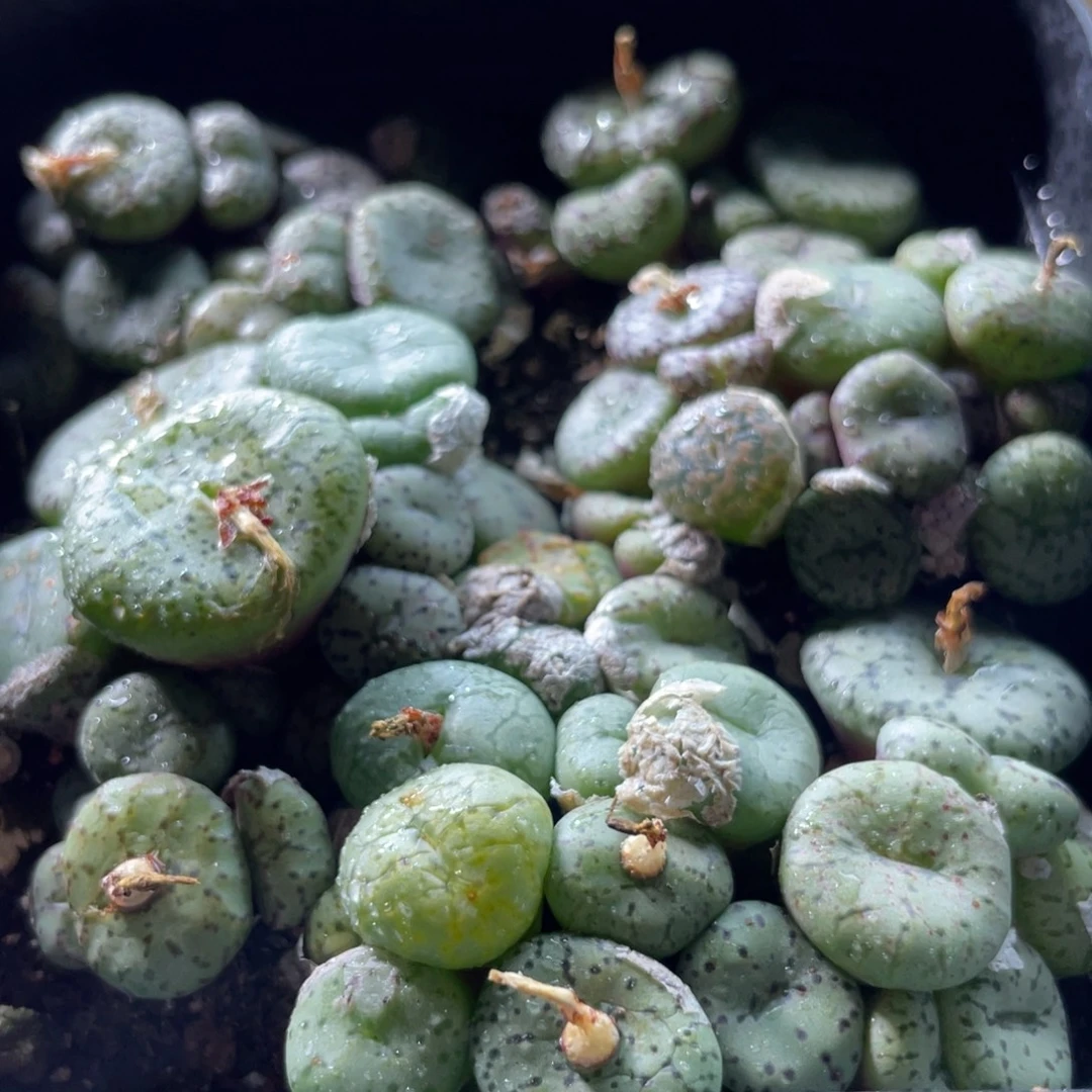 大盆特价一物一拍～32