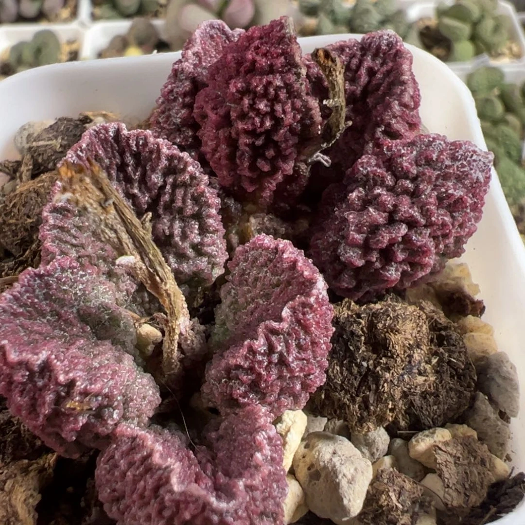 实生新品多头纯木质桩多肉植物水泡多肉植物