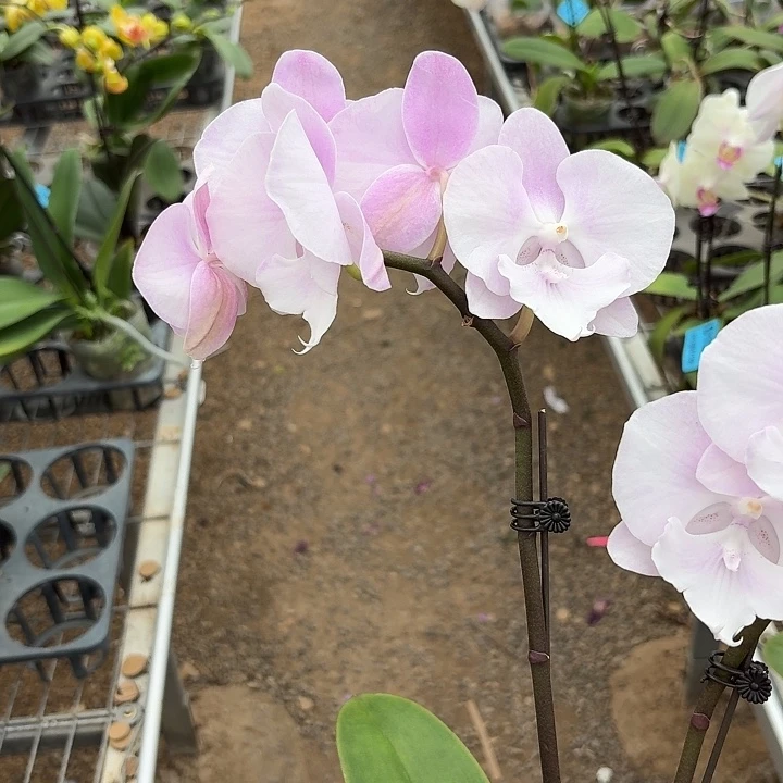 依***米完全开放0127蝴蝶兰一物一拍