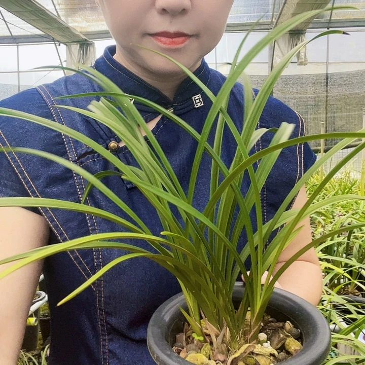 悦***）完全开放花开富贵5