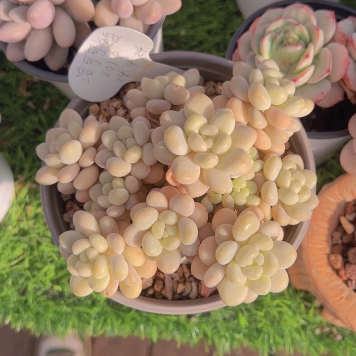 健健康康平平安安