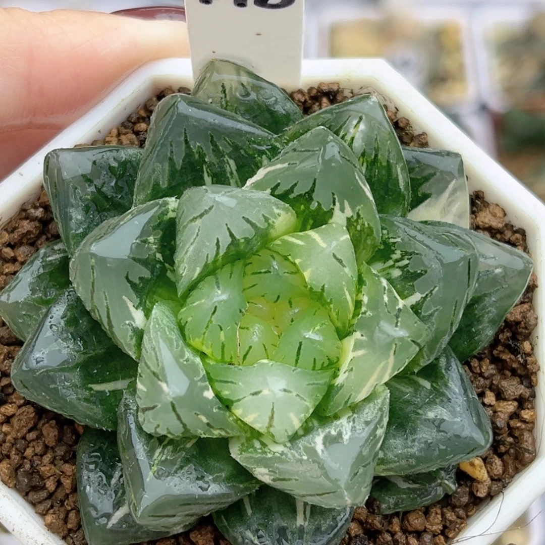 178大窗龙鳞玉露锦福利专场