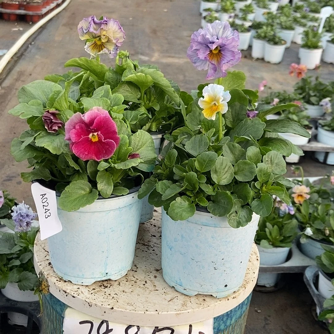 大部分花苞少量开放243